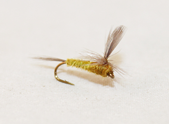 Trout dry fly BWO Parachute Quill Body with realistic quill segmentation and parachute hackle.