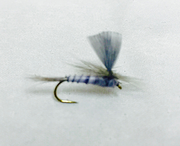 Blue Dun Parachute Quill Body is a traditional dry fly pattern designed to imitate adult Blue Dun mayflies during hatch periods. Fly fishing flies.