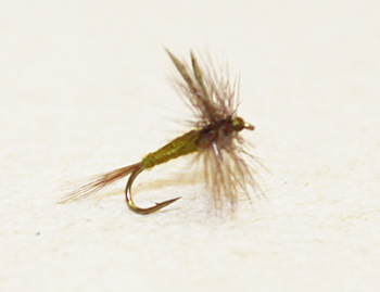 Blue Wing Olive (BWO) fly with olive body and slate wings, imitating mayflies for trout fly fishing.