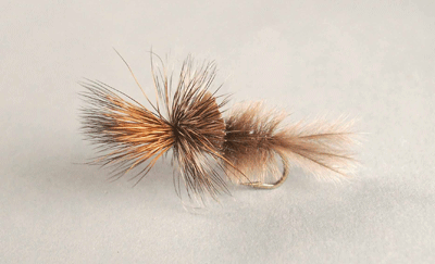 Callibaetis Cripple fly with slim mottled body, trailing shuck, and partially upright wing.