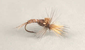 Callibaetis Cripple Emerger fly sitting low in the film with wing and thorax above water, imitating struggling mayflies for trout.