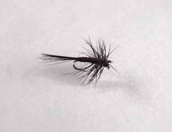 Black midge dry fly pattern for trout fly fishing in winter and calm water.
