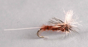 Rusty parachute spinner fly floating flush in surface film for trout fishing.