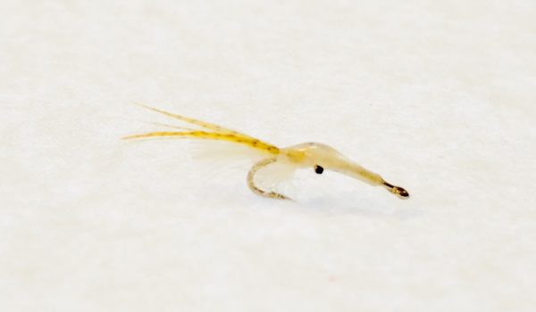 B's Mysis Shrimp