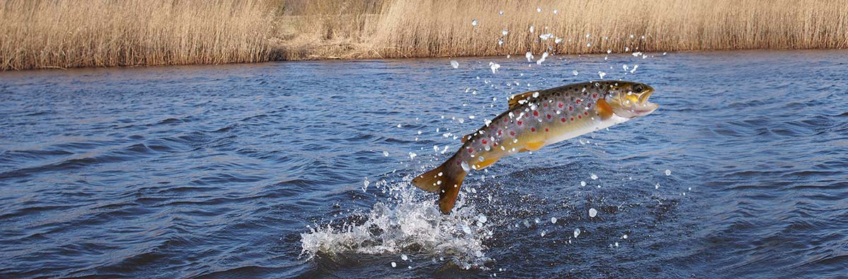 trout fish jumping in colorado river during fly fishing adventure