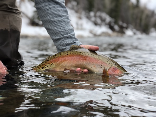 Hill's fly fishing flies - beautiful rainbow trout caught on Eagle river
