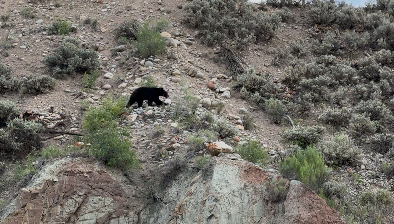 Hill's Discount Flies online shop - Fly Fishing Flies - Spotted a black bear Eagle River Colorado