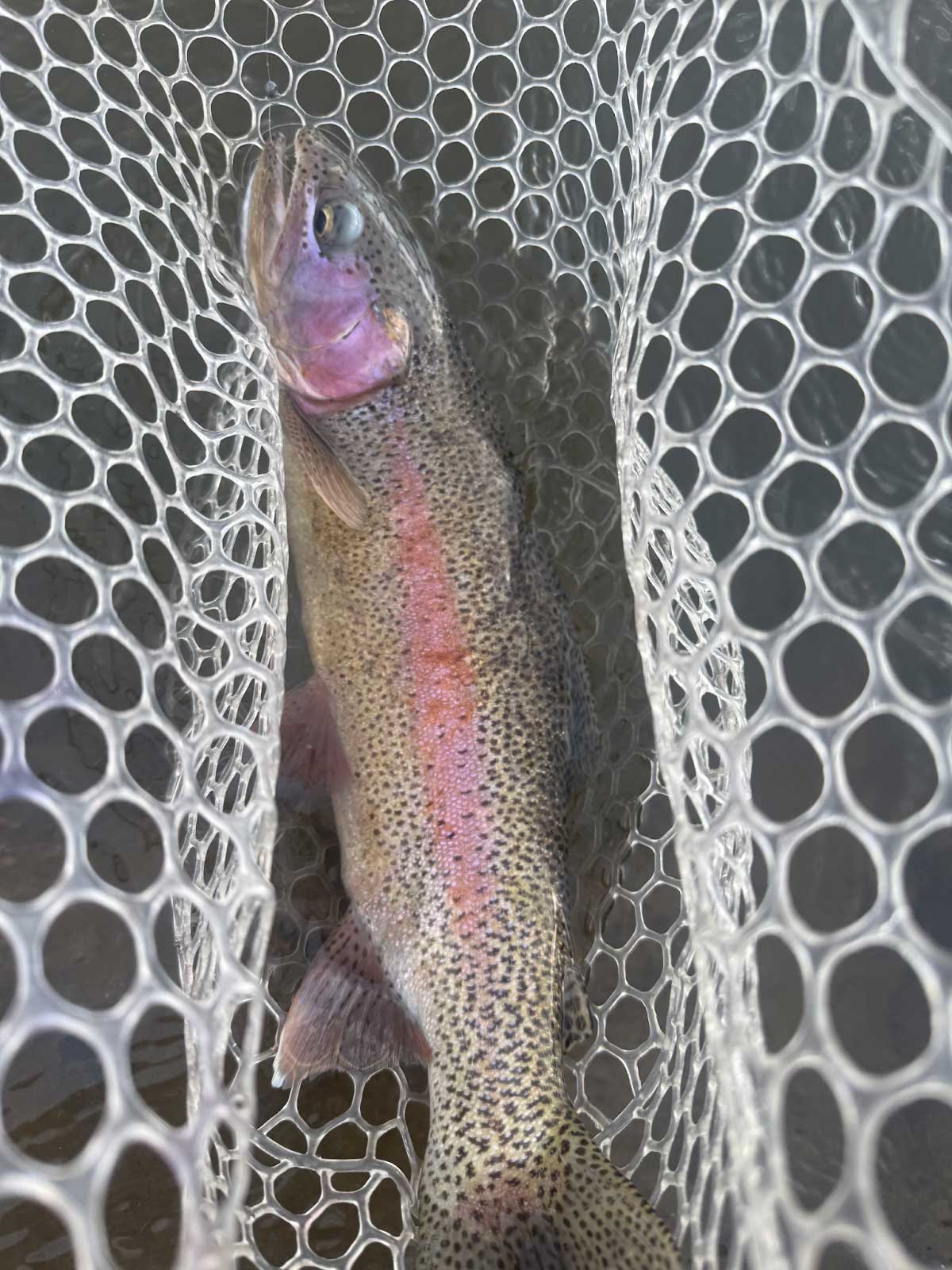 Nice trout caught on Eagle river. Hill's fly fishing flies
