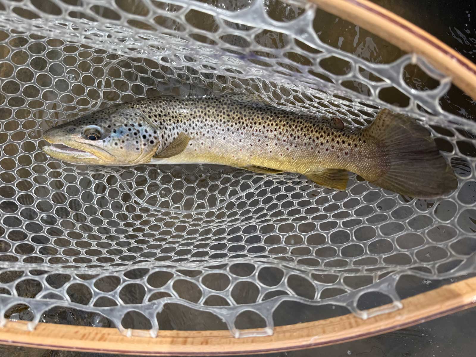 Hill's Discount Flies online shop - Fly Fishing Flies - Eagle River Outfitter fishing trip & report